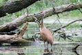 Sandhill Crane and Hatchling Baby