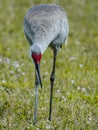 Sandhill Crane Heading this Way Royalty Free Stock Photo