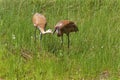 Sandhill Crane Immature 704014