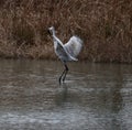 Sandhill Crane Landing in the forest Royalty Free Stock Photo