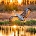 Sandhill Crane Lift Off Over Marsh