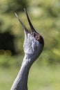 Sandhill Crane. Long-necked bird calling close up Royalty Free Stock Photo