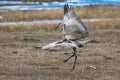 Sandhill crane mating dance