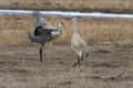 Sandhill crane mating dance