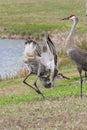 Sandhill Crane Mating Ritual