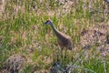 Sandhill Crane Sounding the Alarm