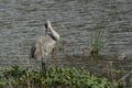 Sandhill crane at Myakka River - 1 Royalty Free Stock Photo