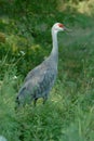 Sandhill Crane