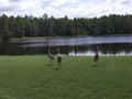 Sandhill Crane Near Lake,Grus canadensis