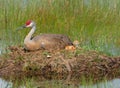 Sandhill Crane nest and baby