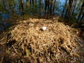 Sandhill crane nest with egg