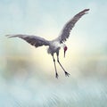 Sandhill Crane painting