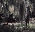 Sandhill Crane Pair amongst Sphagnum Moss