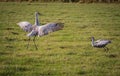 Sandhill crane pair do mating dance