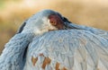 Sandhill Crane Portrait Royalty Free Stock Photo