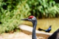 The Sandhill Crane red head gold eyes Royalty Free Stock Photo