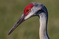 Close up portrait of the Sandhill Crane