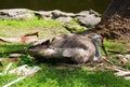 Sandhill crane sitting on eggs by lake in Florida