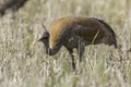 The sandhill crane is a species of large crane of North America and extreme northeastern Siberia. The common name of this bird ref