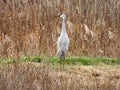 SandHill Crane walking in marsh grass habitat in NYS Royalty Free Stock Photo