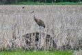 Sandhill Crane Standing on Large Rock