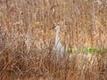 SandHill Crane walking in marsh grass habitat in NYS Royalty Free Stock Photo