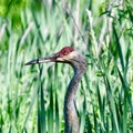 Sandhill Crane