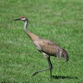 A Sandhill Crane Royalty Free Stock Photo