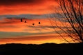 Sandhill Crane Sunrise