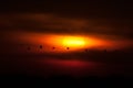 Sandhill Crane Sunset Silhouette Royalty Free Stock Photo