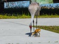 Sandhill Crane Teaching her Colt to Find Food