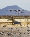 A Sandhill Crane Trio Glides Above a Solar Powered Wildlife Came Royalty Free Stock Photo