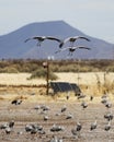 A Sandhill Crane Trio Glides Above a Solar Powered Wildlife Came