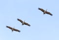 A Sandhill Crane Trio in the Pale Blue