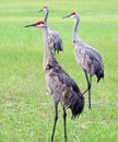 Sandhill Crane Trio