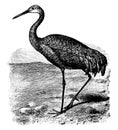 Sandhill Crane, vintage illustration