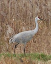 SandHill Crane walking in marsh grass habitat Royalty Free Stock Photo
