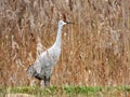 SandHill Crane walking in marsh grass habitat in NYS Royalty Free Stock Photo