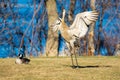 Sandhill Crane with wings spread doing a mating dance in Wausau, Wi