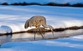 Sandhill Crane in Winter Royalty Free Stock Photo
