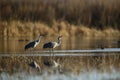 Sandhill Crane wintering in the U.S. Southwest