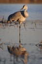 Sandhill Crane wintering in the U.S. Southwest