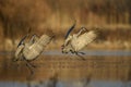 Sandhill Crane wintering in the U.S. Southwest