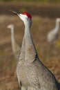 Sandhill crane yells or honks for its mate Royalty Free Stock Photo