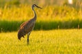 Sandhill crane during zeroing Royalty Free Stock Photo