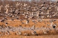 Sandhill Cranes