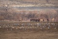 Sandhill Cranes Along Yampa River