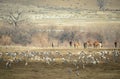 Sandhill Cranes Along Yampa River