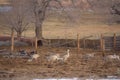 Sandhill Cranes Along Yampa River