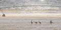 Sandhill cranes birds forage agriculture pasture